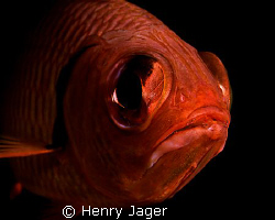 "BigEye" was shot in the Maldives at Dhuni Kolhu. Olympus... by Henry Jager 